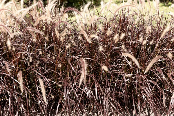 Close Many Dry Grasses Natural Background — Stock Photo, Image