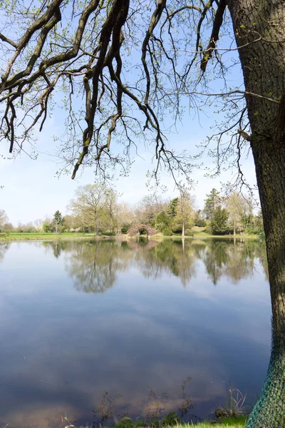 Отражение Деревьев Спокойном Озере Весной — стоковое фото