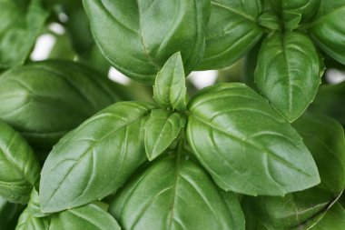 Yeşil taze fesleğen yaprağı. Kapalı fesleğen