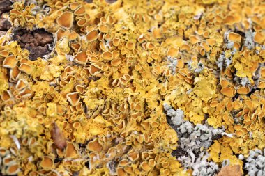 Ağaç gövdesinde kuru yosun ve liken var.