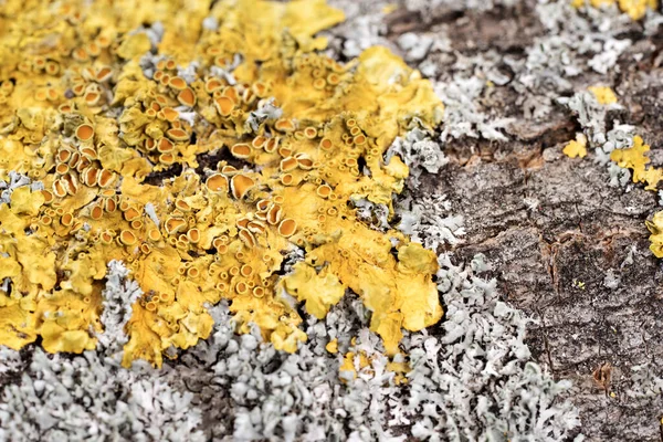 Closeup Dry Moss Lichen Tree Trunk — Stock Photo, Image