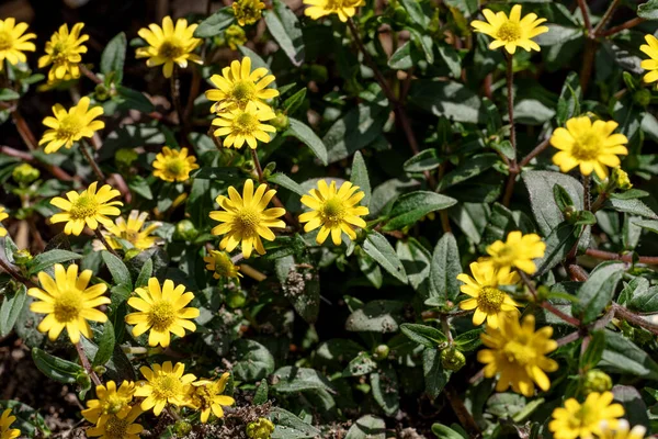Closeup Zinnia Yellow Flowers Λατινική Ονομασία Sanvitalia Procumbens — Φωτογραφία Αρχείου