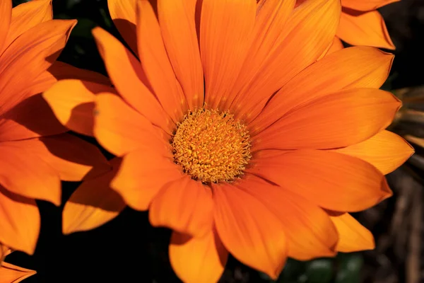 Detalle Una Hermosa Flor Gazania Naranja Jardín —  Fotos de Stock