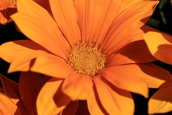 庭の美しいオレンジ色のガサニアの花の詳細 — ストック写真