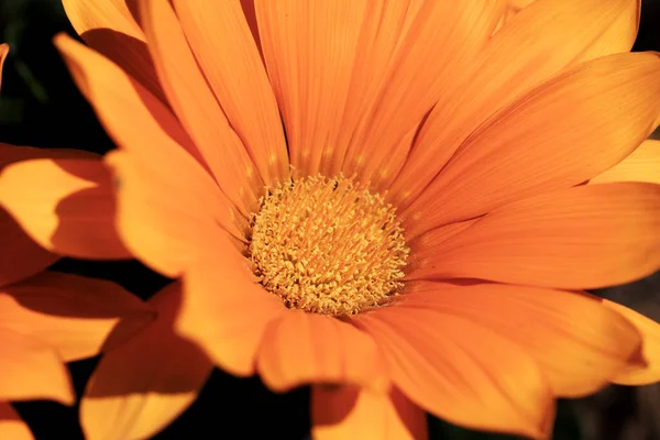 Detalle Una Hermosa Flor Gazania Naranja Jardín —  Fotos de Stock