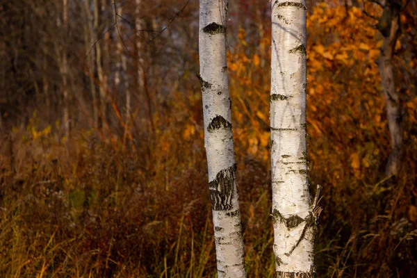 Birch trees on the background of Russian autumn