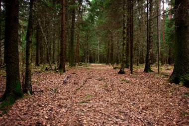 Ormanda Sonbahar Yolu