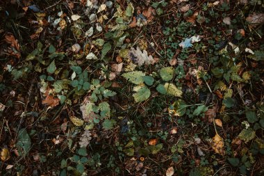 Ormanda sonbahar yaprağı