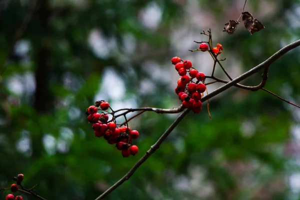 Mountain ash on a tree in the forest — Stock Photo, Image