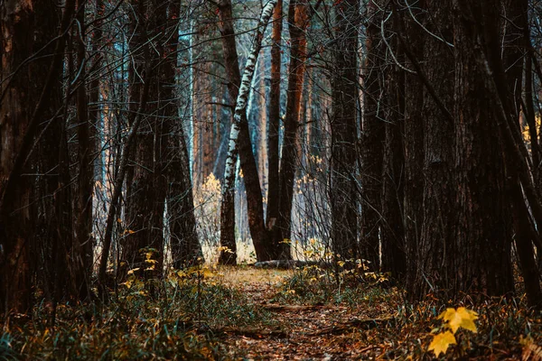 Camino de otoño en el bosque — Foto de Stock