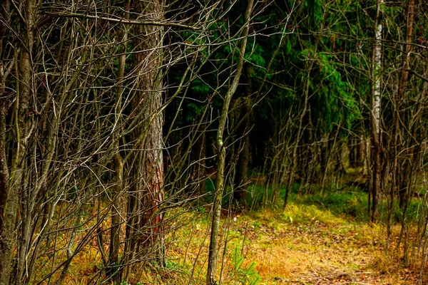 Осеннее поле с деревьями в лесу — стоковое фото