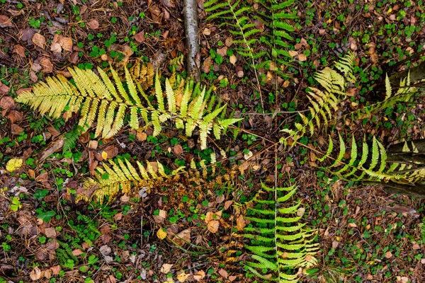 जंगलात शरद ऋतूचे पाने — स्टॉक फोटो, इमेज