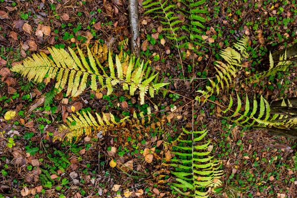 Foglia autunnale nella foresta — Foto Stock