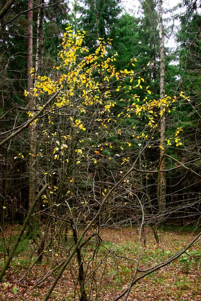 Árboles coloridos en el bosque — Foto de Stock