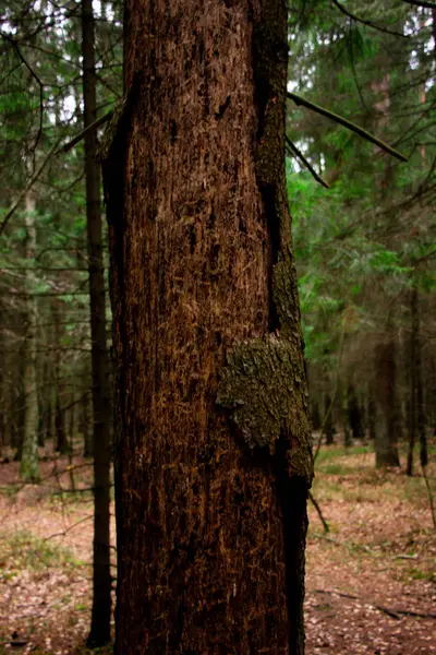 Herbstbaum im Wald — Stockfoto