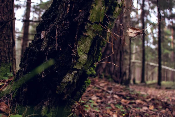 Árbol de otoño en el bosque — Foto de Stock