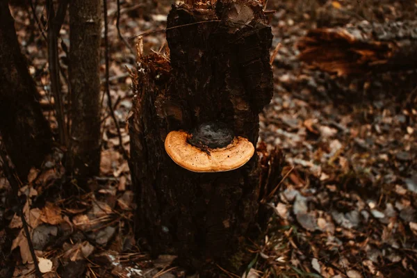 Drzewa i grzyby w lesie — Zdjęcie stockowe
