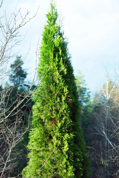 Höstgran i skogen — Stockfoto