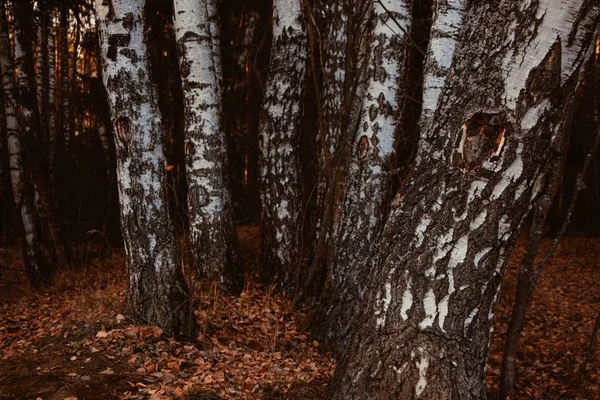 Sentier d'automne dans la forêt — Photo