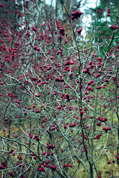 Ceniza de montaña en un árbol en el bosque — Foto de Stock