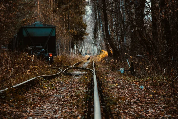 Διπλής σιδηροδρομικής γραμμής κατά το φθινόπωρο δάσος — Φωτογραφία Αρχείου