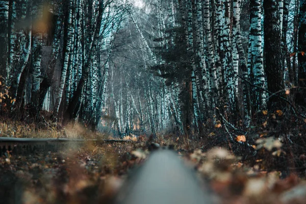 Chemin de fer dans la forêt d'automne — Photo