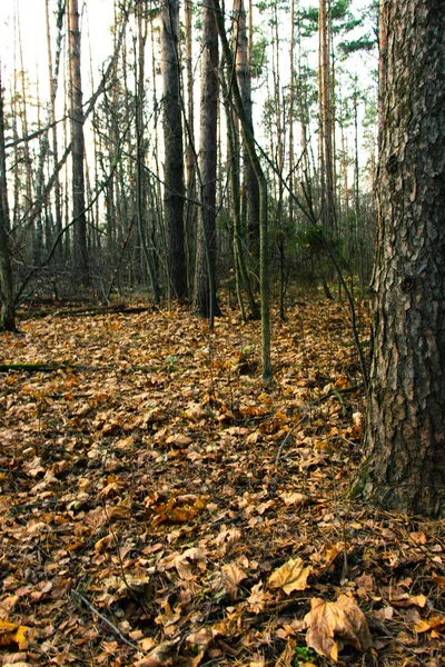 Herbstpfad im Wald — Stockfoto