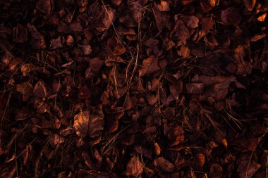 Yerdeki yaprakların dokusu