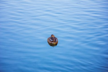 Mavi nehirdeki ördekler