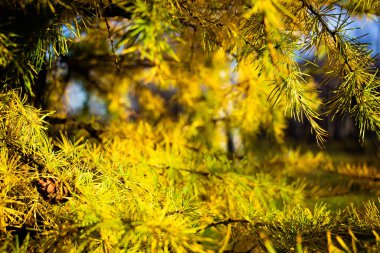 Güneşteki sarı ladin