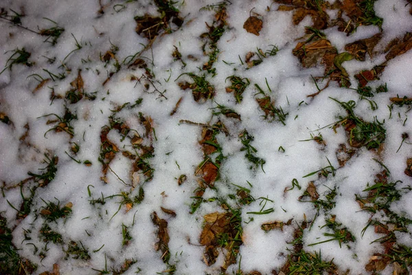 Nieve en la hierba en otoño —  Fotos de Stock