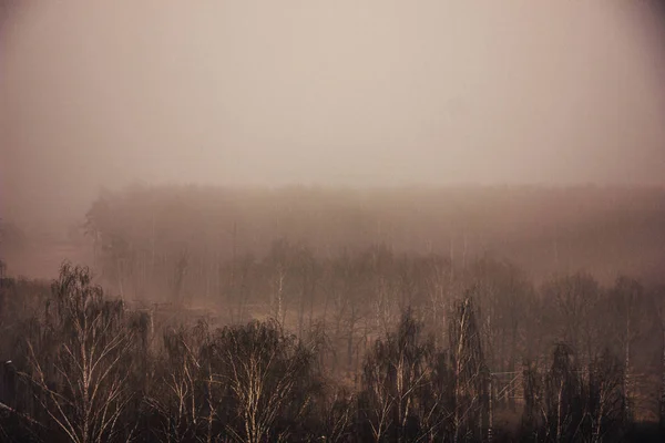 Niebla sombría sobre el bosque — Foto de Stock