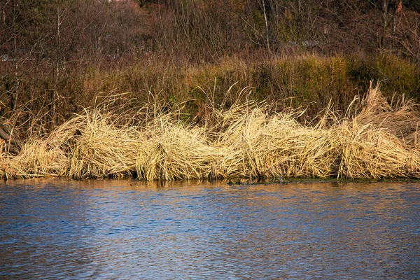 Droog gras in de buurt van de rivier — Stockfoto