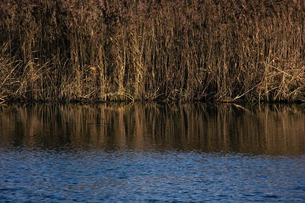 Hierba seca cerca del río — Foto de Stock