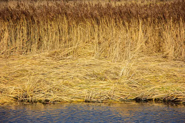 Droog gras in de buurt van de rivier — Stockfoto