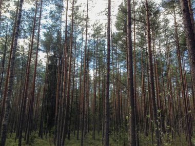 Yeşil çam ağaçları yaz günü çekilir.