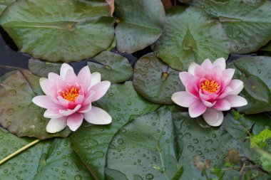 Yeşil vahşi gölette yüzen pembe nilüferlere yakın.