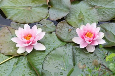 Yeşil vahşi gölette yüzen pembe nilüferlere yakın.