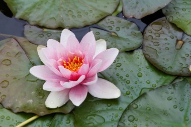 Yeşil vahşi gölette yüzen pembe nilüferlere yakın.