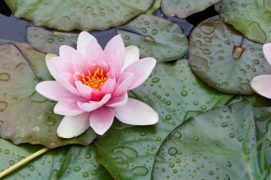 Yeşil vahşi gölette yüzen pembe nilüferlere yakın.