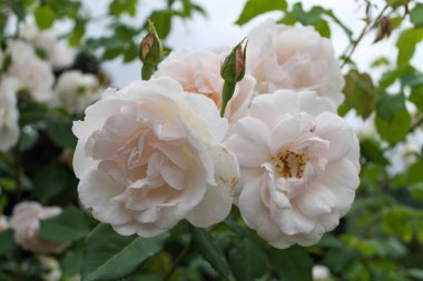 Bahçede bir sürü yeşil yaprakla çevrili güzel beyaz güller.