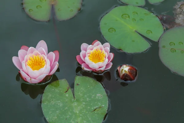 Closeup Pink Lotuses Floating Green Wild Pond — Stock Photo, Image