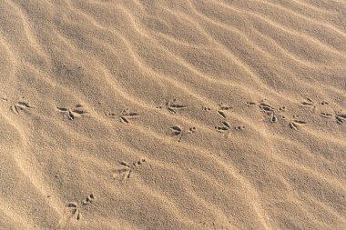 Birds footprints in the sand shot at bright day