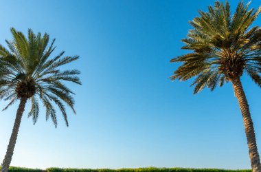Bottom view to the palm trees on background of blue sky at sunny day