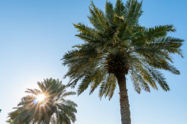 Bottom view to the palm trees on background of blue sky at sunny day