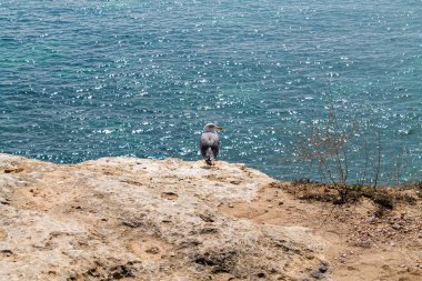 Seagull sitting on the cliff in from of the blue see at bright sunny day