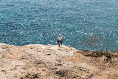 Seagull sitting on the cliff in from of the blue see at bright sunny day