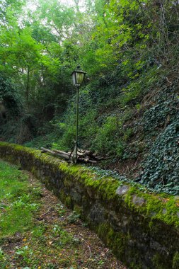 A path in green summer forest with lump located on the way. 