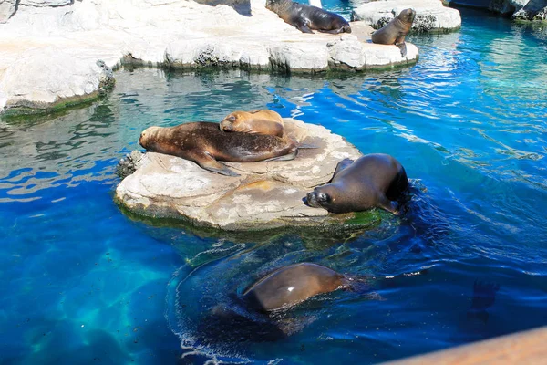 褐色的海豹栖息在蓝水环绕的岩石上 在阳光灿烂的日子里被射中 — 图库照片