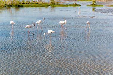 Nehirde yiyecek arayan birkaç güzel flamingo, güzel pembe bacaklar. İnanılmaz vahşi hayat..
